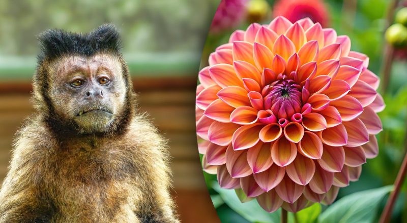 Китайський гороскоп на сьогодні 15 червня: Бикам - борги, Мавпам - битва