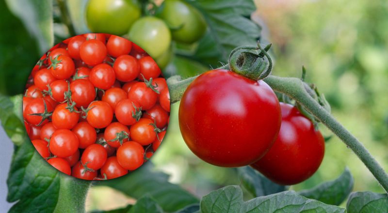 5 советов, как защитить томаты от болезней летом: урожай удивит щедростью