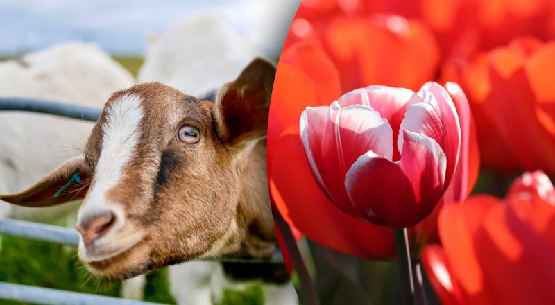 Китайський гороскоп на завтра 18 червня: Козлам - бунт, Півням - ризик