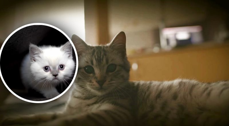 Чому кіт будить господаря кожного ранку - пояснення здивує багатьох