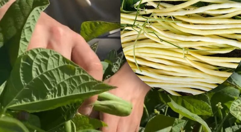 На грядке осталось место: эта неприхотливая культура даст урожай уже через два месяца