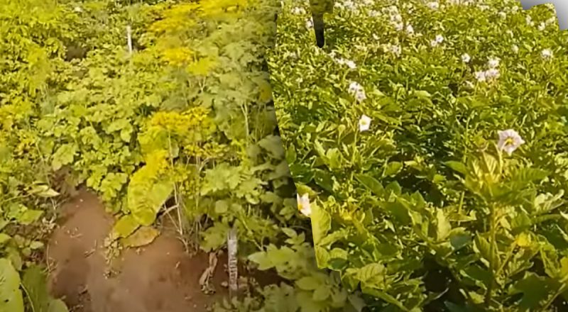 Фитофтора на картофеле: как уберечь урожай - советы опытных огородников