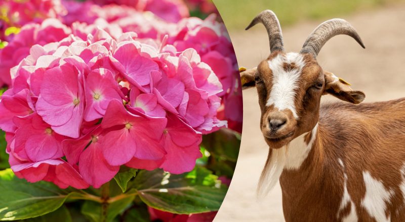 Китайский гороскоп на сегодня 21 июня: Козлам - угроза, Свиньям - конфликт