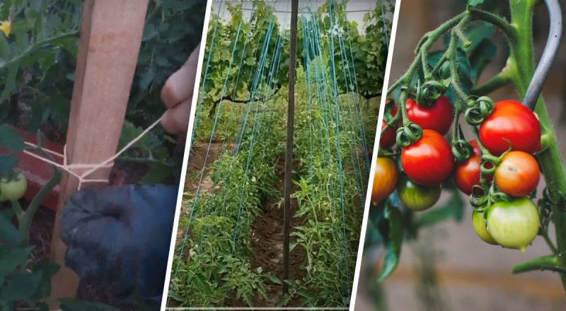 2 найпростіші способи, як підв’язати помідори: займуть лічені хвилини, а результат здивує
