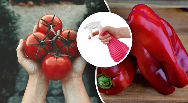 Помидоры и перец дадут больший урожай: каким средством их нужно опрыскивать