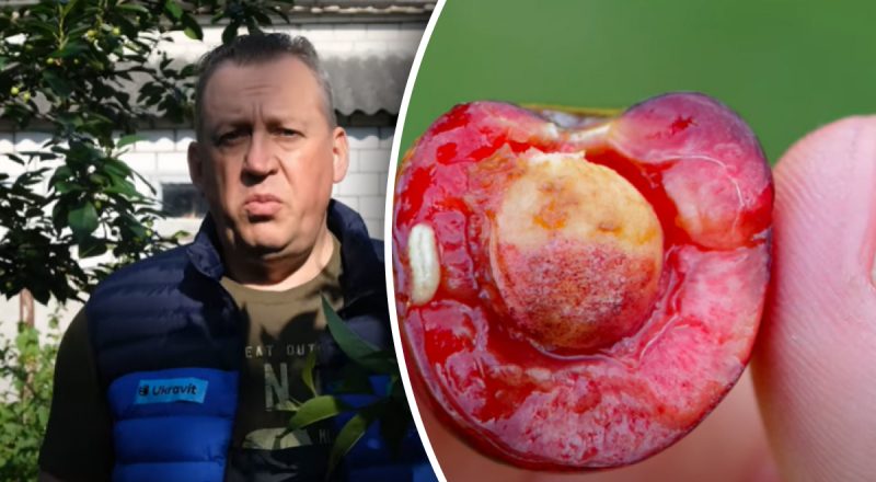 Почему вишни становятся червивыми: неожиданная причина