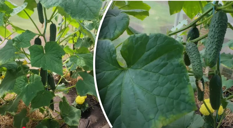 "Поживний еліксир" для огірків: як підтримати рослини у період плодоношення