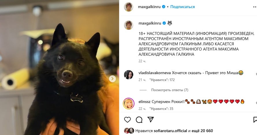 Собака Максима Галкіна Собака Максима Галкіна