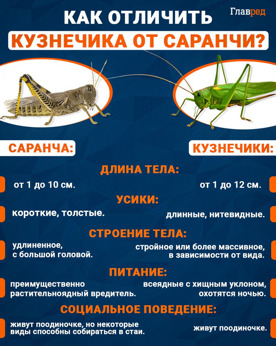 саранча, как отличить саранчу от кузнечика саранча, как отличить саранчу от кузнечика