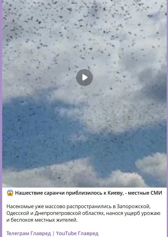 саранча возле Киева саранча возле Киева