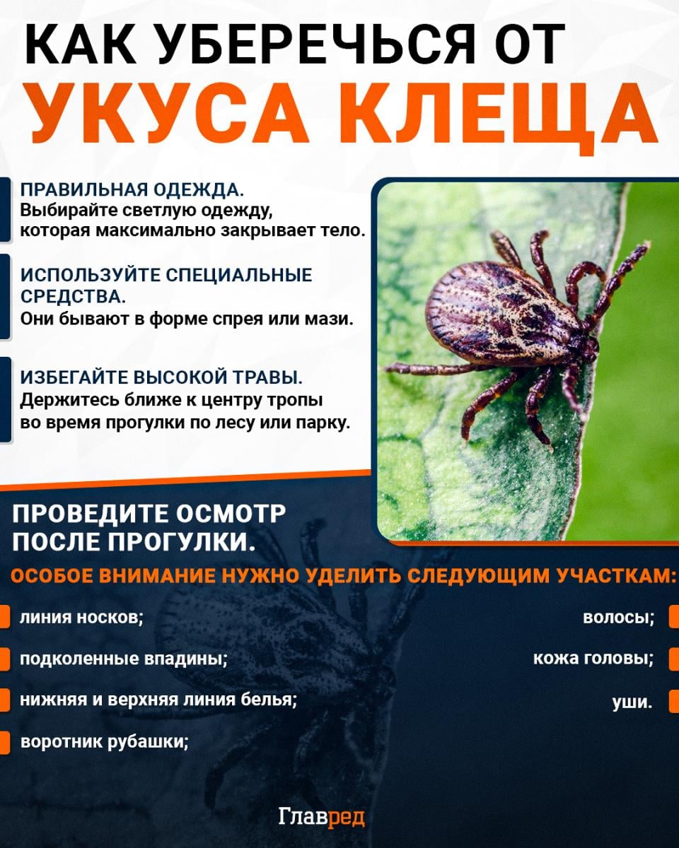 Как уберечься от укуса клеща инфографика