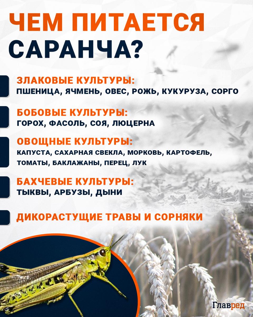 Чем питается саранча