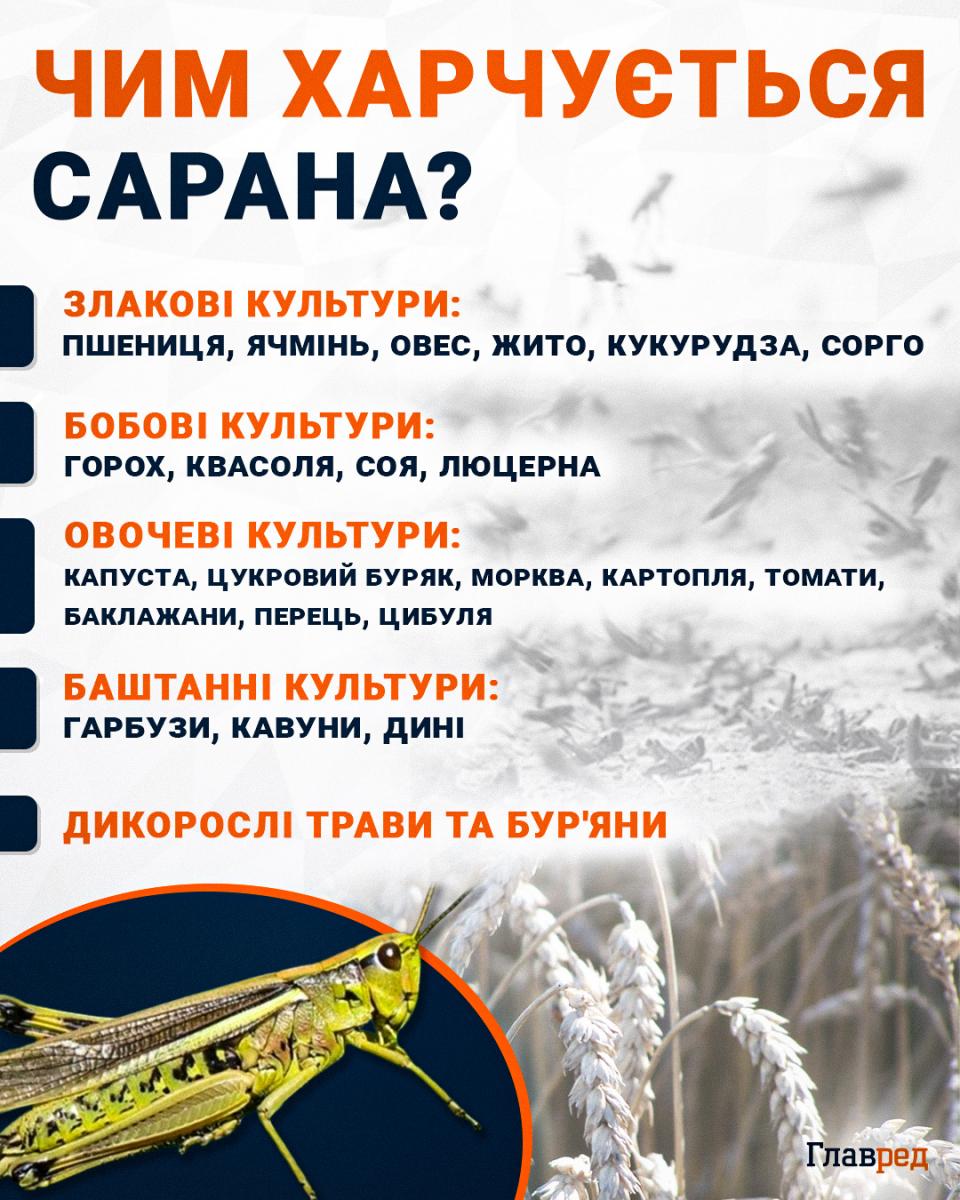 Чим харчується сарана Чим харчується сарана