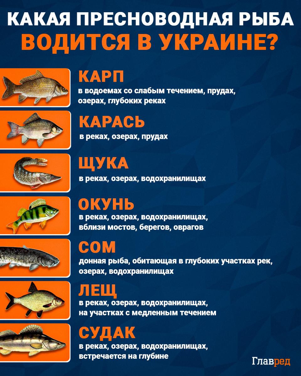 Какая пресноводная рыба водится в Украине Какая пресноводная рыба водится в Украине