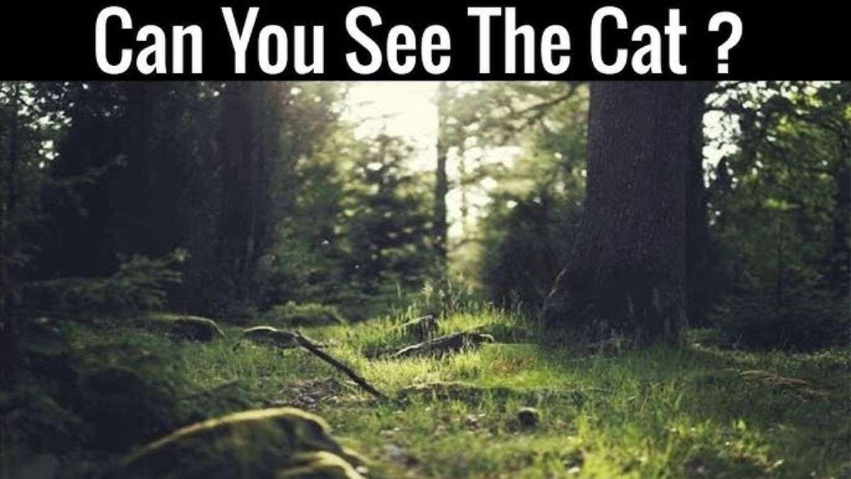 Загадка Загадка