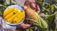 Без воды и кастрюли: как сварить кукурузу за 3 минуты