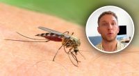 Не тільки через групу крові: чому комарі кусають одних людей частіше, ніж інших