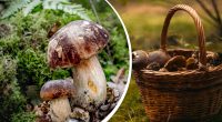 Більшість на них навіть не дивиться: названо найкорисніші гриби в Україні