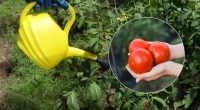 Помидоры этого не простят: когда их нужно поливать, чтобы не уничтожить урожай