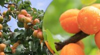 Після збору врожаю: як доглядати за абрикосом влітку, щоб він дав ще більше плодів