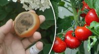Помідори згниють під корінь: що обов'язково потрібно зробити вранці та ввечері