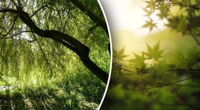 Які дерева притягують успіх і гроші Які дерева притягують успіх і гроші
