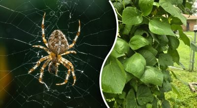 На пошук розгадки всього 9 секунд: павука помітить лише дуже уважна людина