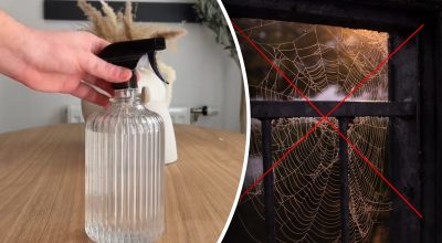 Павуки зникнуть назавжди: який спрей із двох інгредієнтів можна зробити власноруч