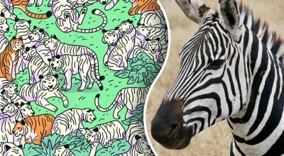 Зебру знайдуть лише люди з "орлиним зором": на загадку є всього 5 секунд