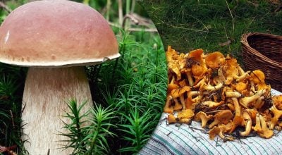 Зрізати чи викручувати: розвінчано популярний міф про збирання грибів Зрізати чи викручувати: розвінчано популярний міф про збирання грибів