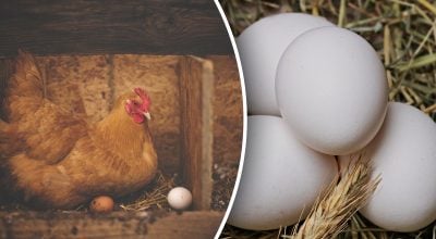 Чому кури несуть дрібні яйця Чому кури несуть дрібні яйця