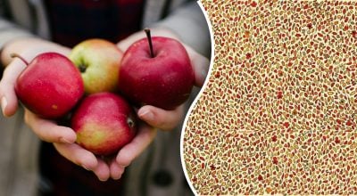 Чи зможете ви знайти 4 яблука за 15 секунд: надзвичайна загадка для найрозумніших