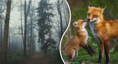 Чи бачите ви лисицю: загадку зможуть розгадати лише найрозумніші