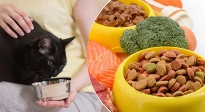 кот, корм кот, корм