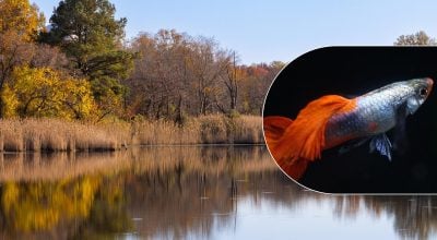 У водоймах України з’явилась унікальна та красива риба: де її можна відшукати У водоймах України з’явилась унікальна та красива риба: де її можна відшукати
