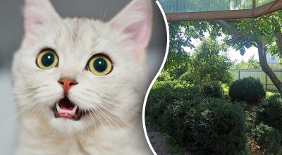 Тільки геній побачить кота за 10 секунд: загадка на уважність, яка під силу одиницям