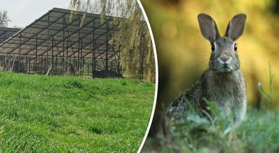 Лише люди із "зором орла" вгадають, де заєць: загадка для перевірки уважності