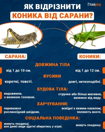Що найбільше любить сарана: ТОП-5 рослин, які вона знищує першими Що найбільше любить сарана: ТОП-5 рослин, які вона знищує першими