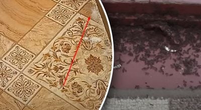 Як легко позбутися мурах у будинку Як легко позбутися мурах у будинку