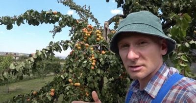 Як можна з'єднати зламану гілку дерева Як можна з'єднати зламану гілку дерева