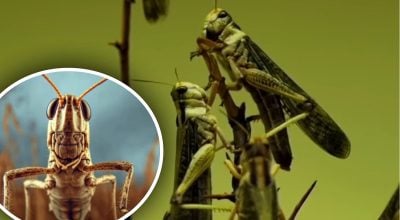 Саранча Саранча