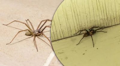 Павуки триматимуться за кілометр, якщо тримати 3 речі у ванній кімнаті Павуки триматимуться за кілометр, якщо тримати 3 речі у ванній кімнаті