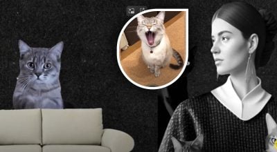 Чому коти дряпають меблі? Чому коти дряпають меблі?