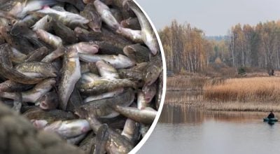 рыбы, озеро рыбы, озеро