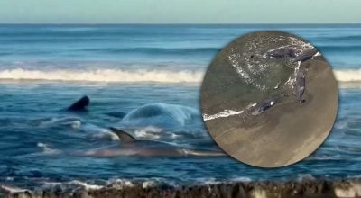 Землетрус на Камчатці вбив китів і кашалотів у Японії Землетрус на Камчатці вбив китів і кашалотів у Японії