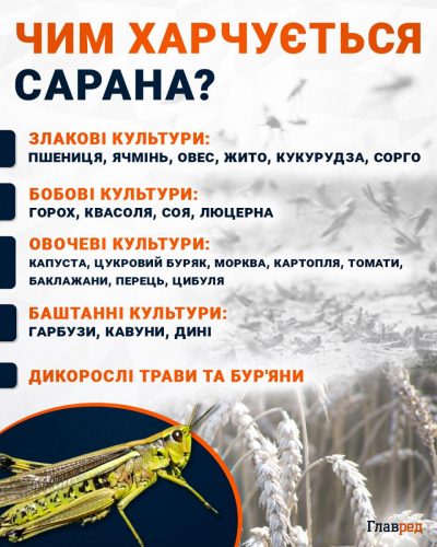 Чим харчується сарана Чим харчується сарана