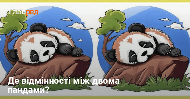 Чим відрізняються 2 панди - лише геній вгадає за 21 секунду
