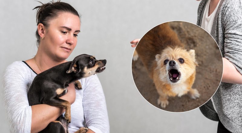 Чому маленькі собаки поводяться агресивно: кінолог розкрив секрет