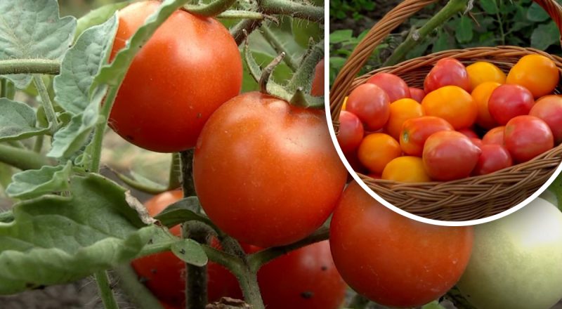 Як допомогти томатам дозріти без хімії: простий, але ефективний метод