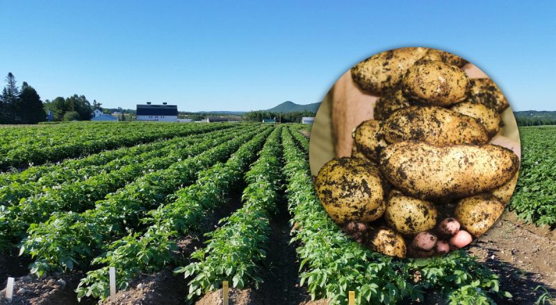 Украинцам советуют скашивать ботву картофеля до сбора урожая: зачем это нужно